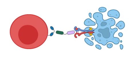 TARGET LYSIS